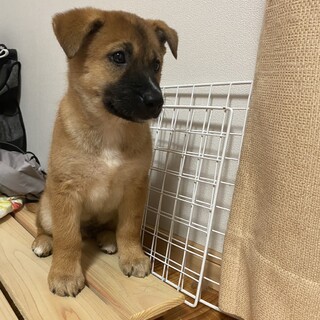 野良犬の赤ちゃん