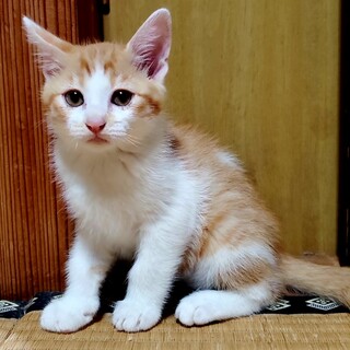 生後3か月の茶白の男の子、翔平くん