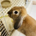 うさぎ 生後1年4ヶ月