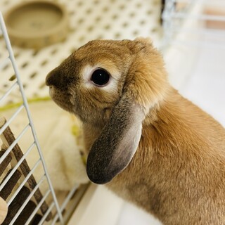 うさぎ 生後1年4ヶ月