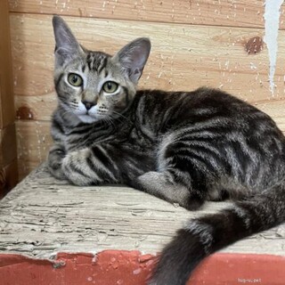 超甘えん坊ダニエル