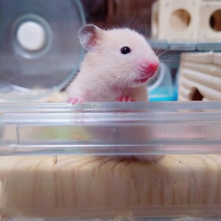 キンクマハムスターベビ♀1匹里親募集!!
