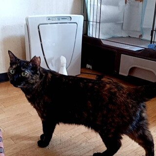 黒に近いサビネコの女の子