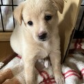 一旦募集停止します。アラレちゃん！！