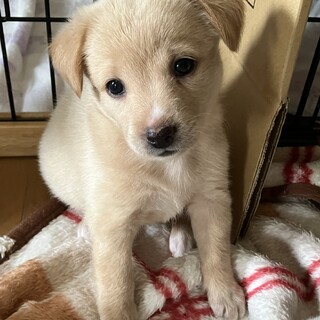 一旦募集停止します。アラレちゃん！！
