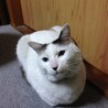 ぽっきーくん