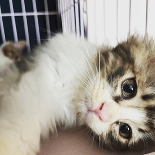 長毛のすこしおチビな2ヶ月の男の子おんちゃん