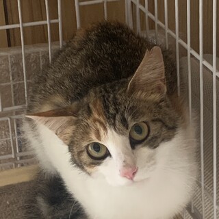 ママ猫天ちゃん・TNR予定…リリースはしのびなく