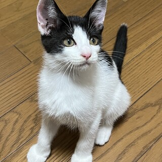オモチャ大好き、カブト君