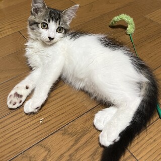 少し長毛のタミーちゃん