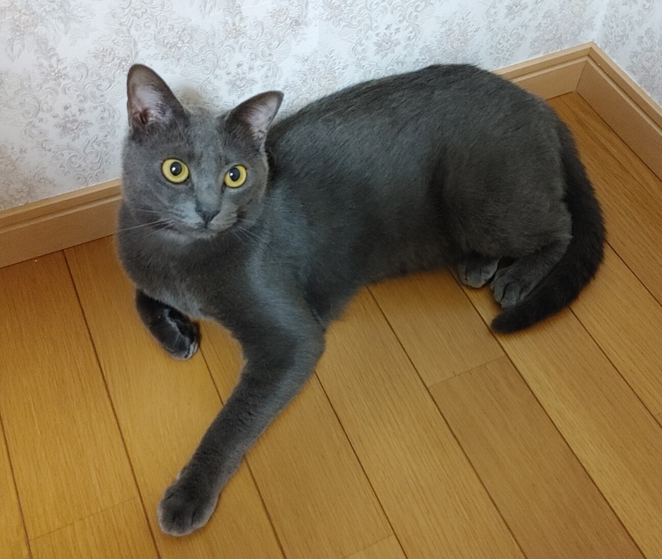オシャマさんのエール。7」東京都 - 猫の里親募集(461663