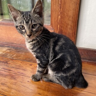 【山梨】生後3ヶ月/短いしっぽのキジトラちゃん