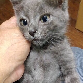 ロロ（ろろ）・陽気な男の子