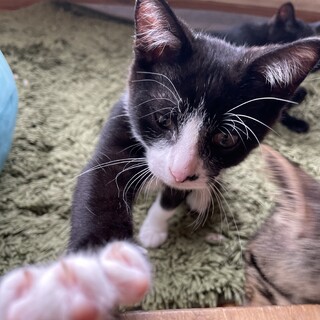 【山梨】4ヶ月の元気な白黒ハチワレ☆