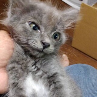 リリ・マイベースな女の子