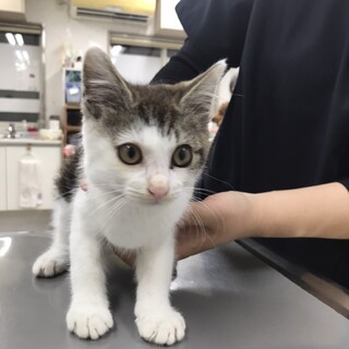 ありがとうございました★甘えん坊雉白ロロくん