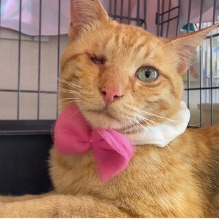 【THE⭐︎甘えん坊】人間大好き茶トラボーイ