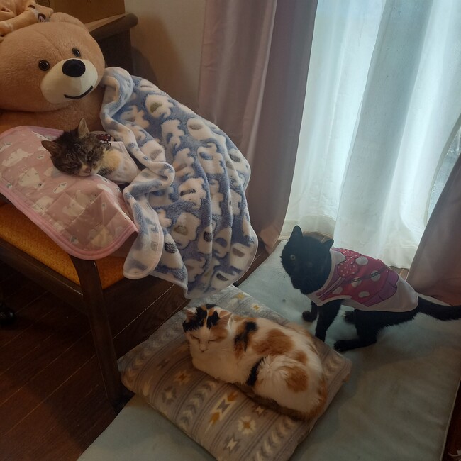 あみとうずらのカバー写真