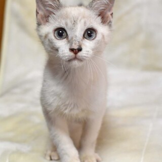 人が大好き☆シャムミックスの男の子