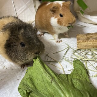 モルモット！テディとイングリッシュのメス2匹