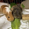 モルモット！テディとイングリッシュのメス2匹 サムネイル2