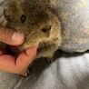 モルモット！テディとイングリッシュのメス2匹 サムネイル4
