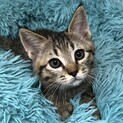 キリッとイケにゃん♪キジトラの男の子①2ヶ月
