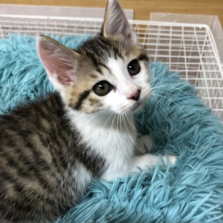 キジ白の女の子♪2ヶ月