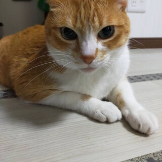 人なつっこくて、ハンサムです！