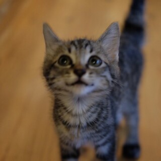 人懐っこいゴロゴロ男子【トトくん】