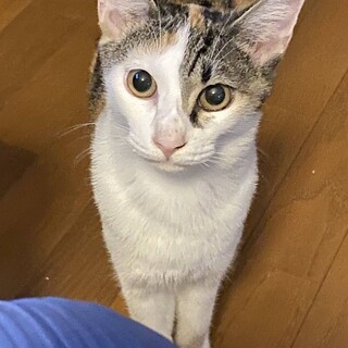 抱っこ大好きあまえんぼう姫♪サクラ