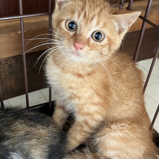 生後2カ月　子猫　茶トラ　里親募集！