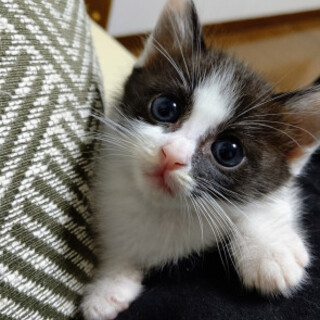 甘えん坊のハチワレ、パン君