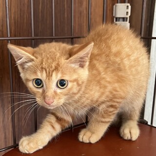 生後2カ月　子猫　茶トラ　里親募集！