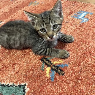 お膝大好きチーター顔身体子猫1ヶ月半♂