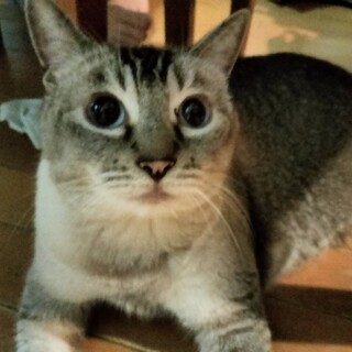 青眼 シャム毛並み 人馴れ抜群 2歳半女の子