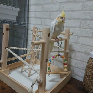 オカメインコ里親募集してます