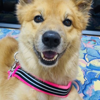 甘えん坊　チビくん