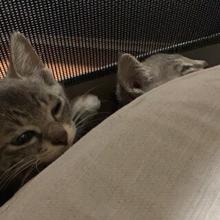 仲良し兄弟の里親さん探しています！