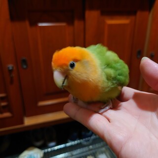 里親募集です！