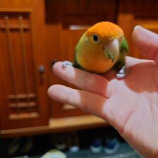 里親募集です！