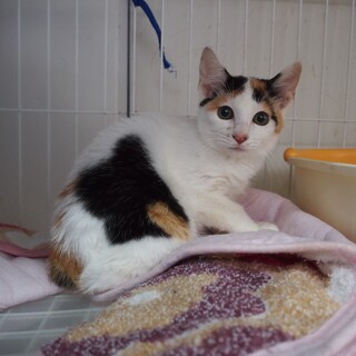 多頭飼い飼育崩壊から保護された子猫　アイちゃん