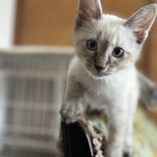 ステキな家族が見つかりました