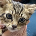 【ドリフ】おかげさまで里親さまが決まりました