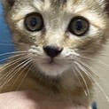 【だよ】おかげさまで里親さまが決まりました