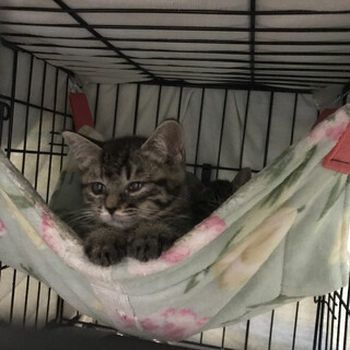 7／9  ふれあい譲渡会　生後２ヶ月ふわキジちゃん