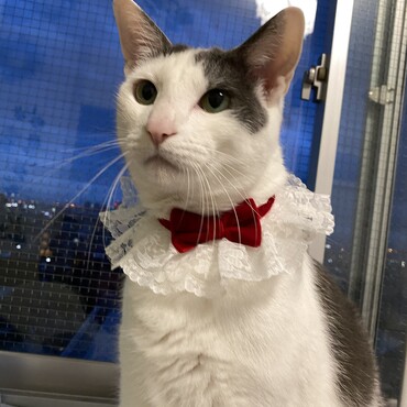 おしゃれしてみたニャ