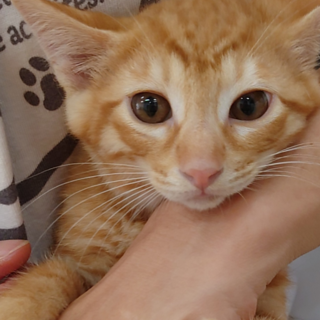 （お見合い決定！）『チャトラン』♂