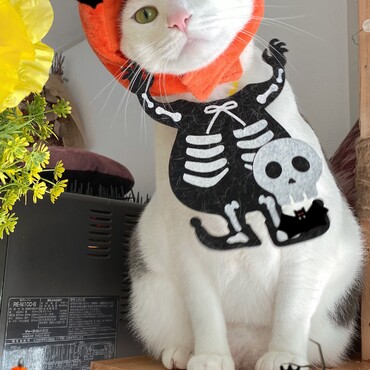 ちゅーるくれーー