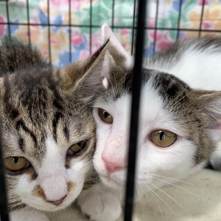 ３ヶ月　仲良し兄妹　